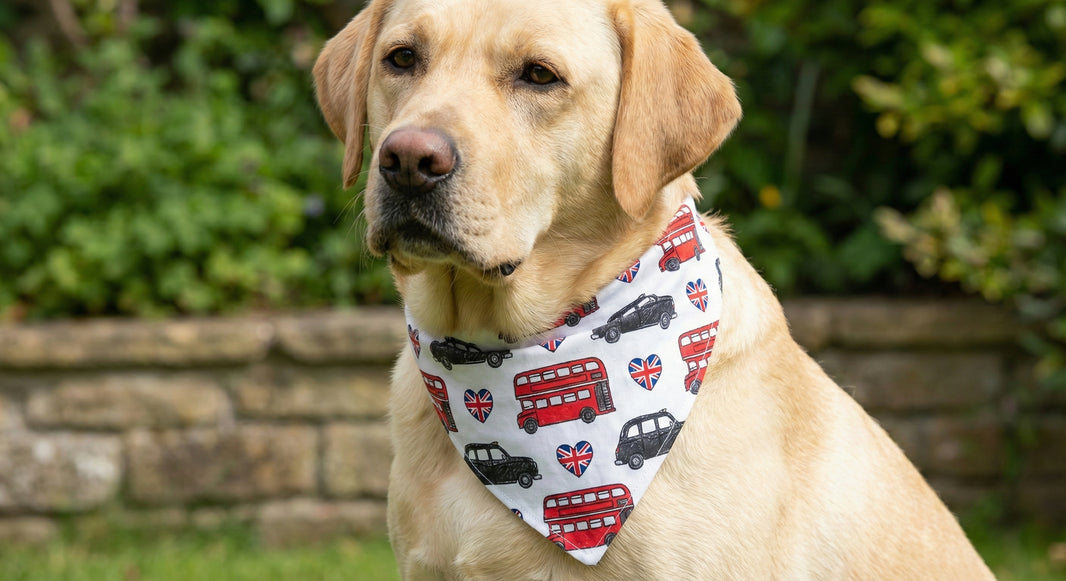 Dog wearing a bandana with vehicle pattern sitting outdoors.